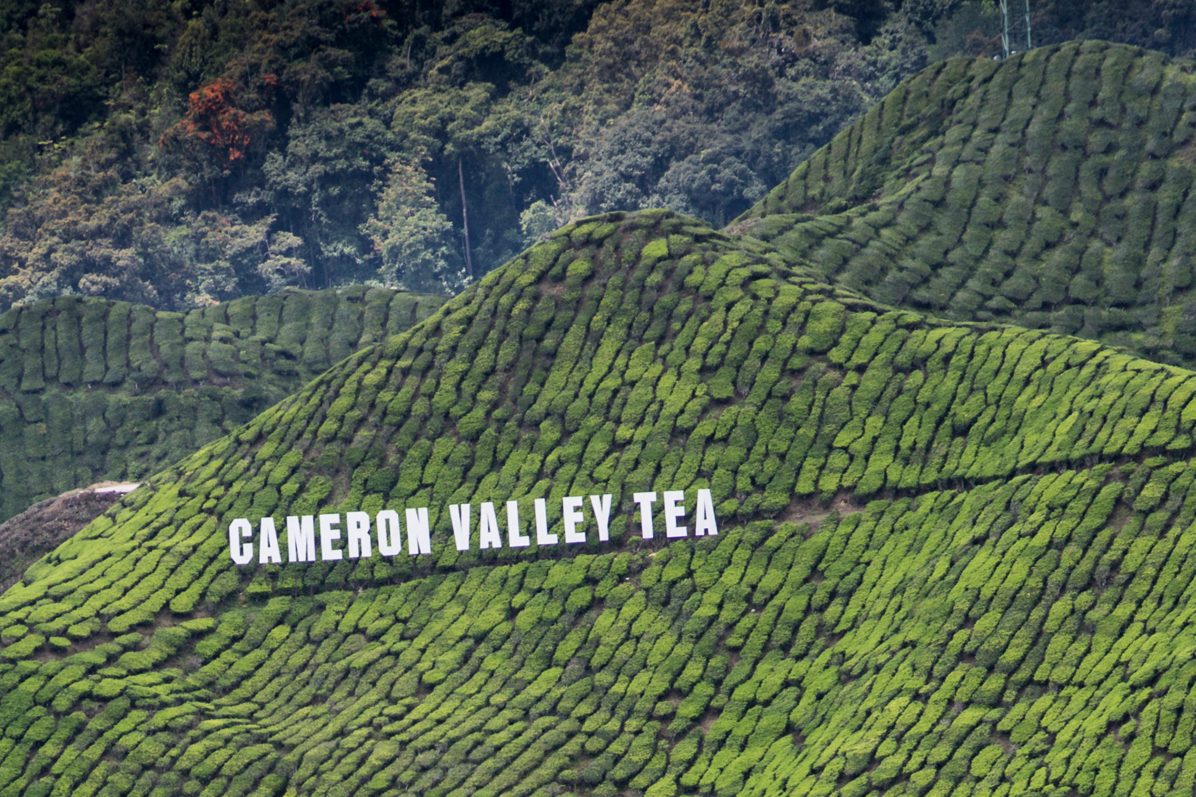 cameron highlands (3).webp